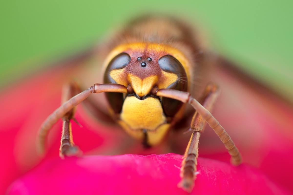 Is It Necessary To Remove A Wasp Nest
